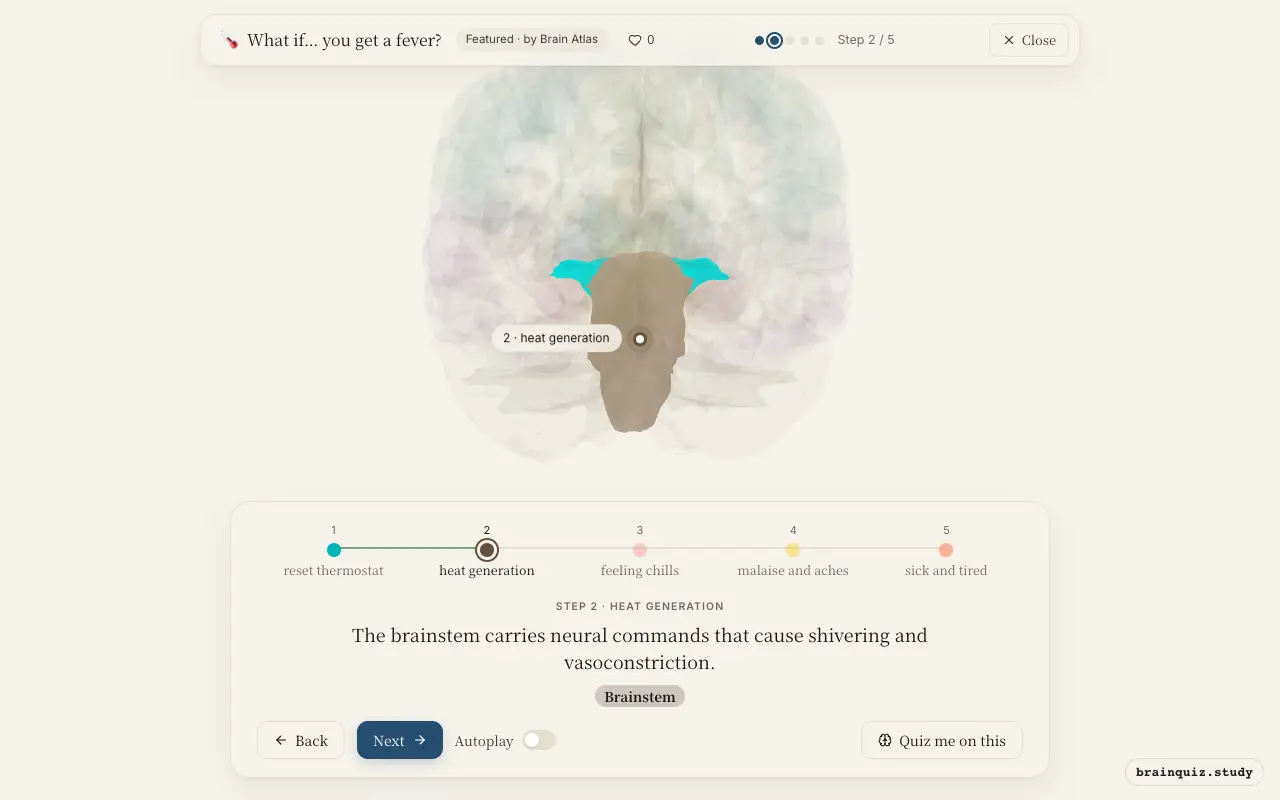 Step 2 of what happens in your brain when you get a fever: Hypothalamus, Brainstem lit on the Brain Atlas 3D brain