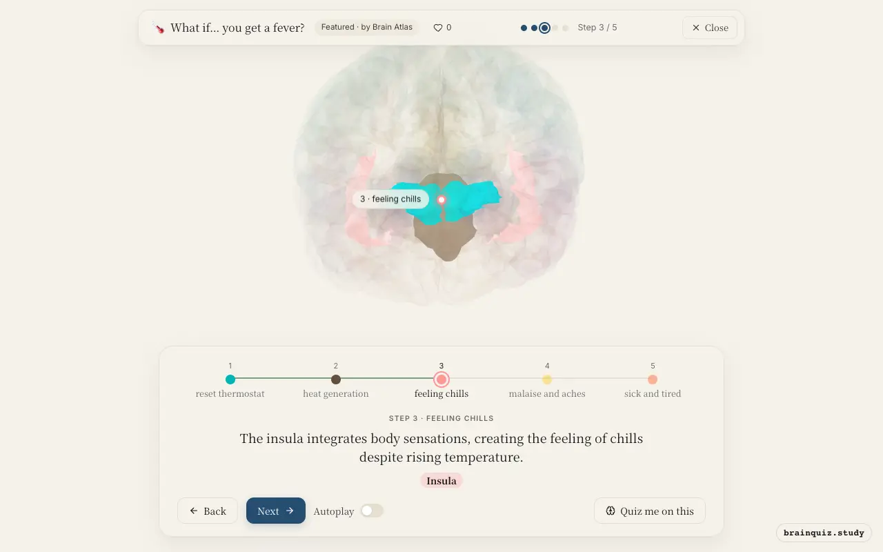 Step 3 of what happens in your brain when you get a fever: Hypothalamus, Brainstem, Insula lit on the Brain Atlas 3D brain