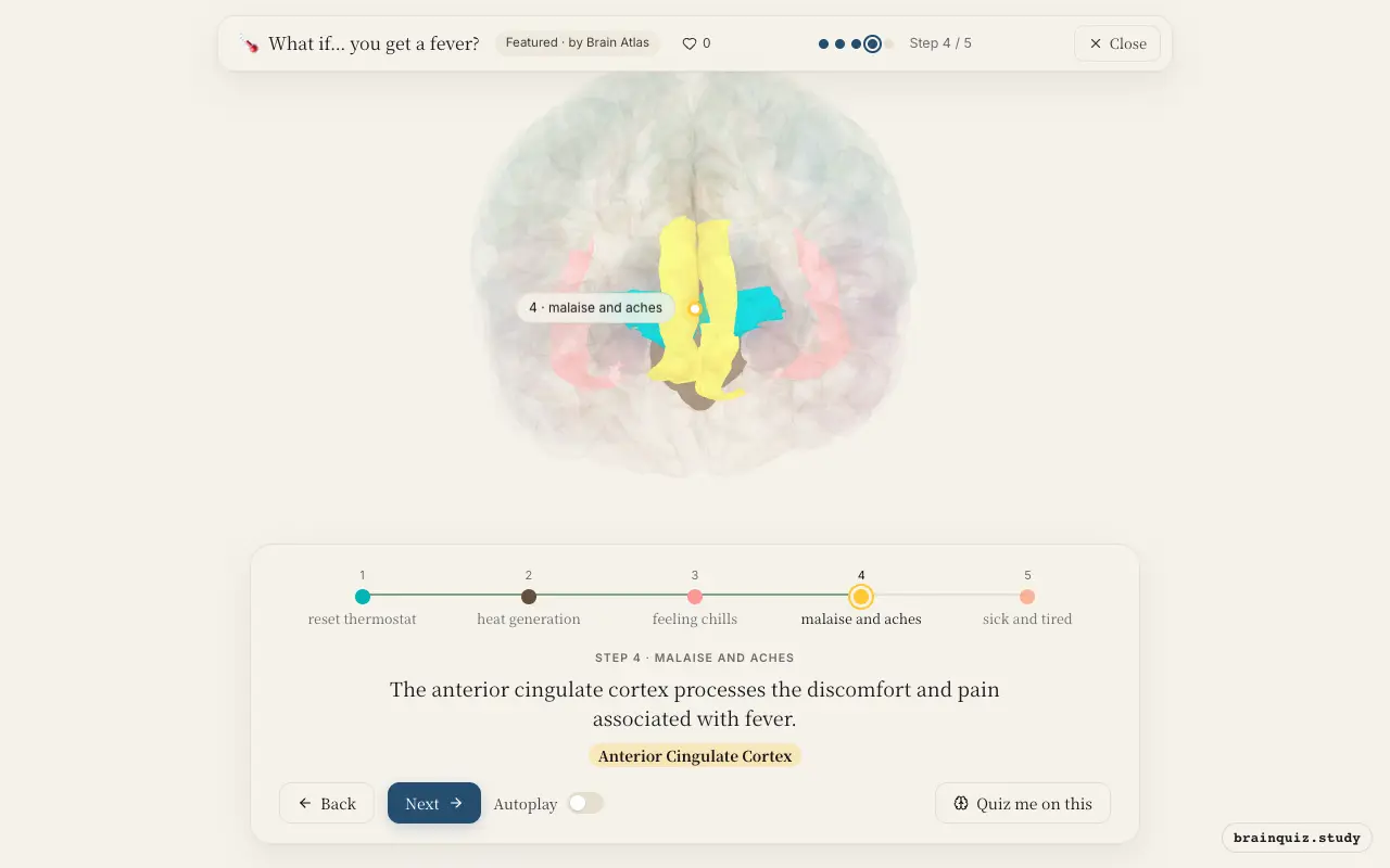 Step 4 of what happens in your brain when you get a fever: Hypothalamus, Brainstem, Insula, Anterior Cingulate Cortex lit on the Brain Atlas 3D brain