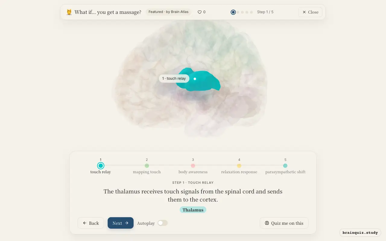 Step 1 of what happens in your brain when you get a massage: Thalamus lit on the Brain Atlas 3D brain