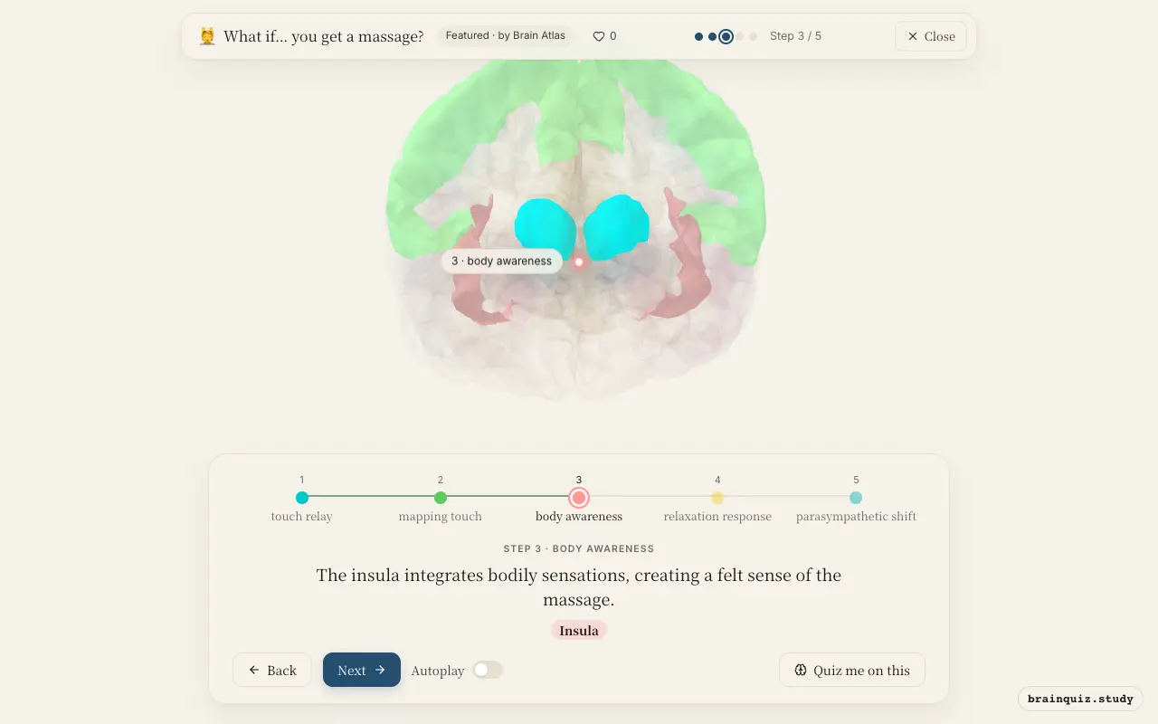 Step 3 of what happens in your brain when you get a massage: Thalamus, Somatosensory Cortex, Insula lit on the Brain Atlas 3D brain