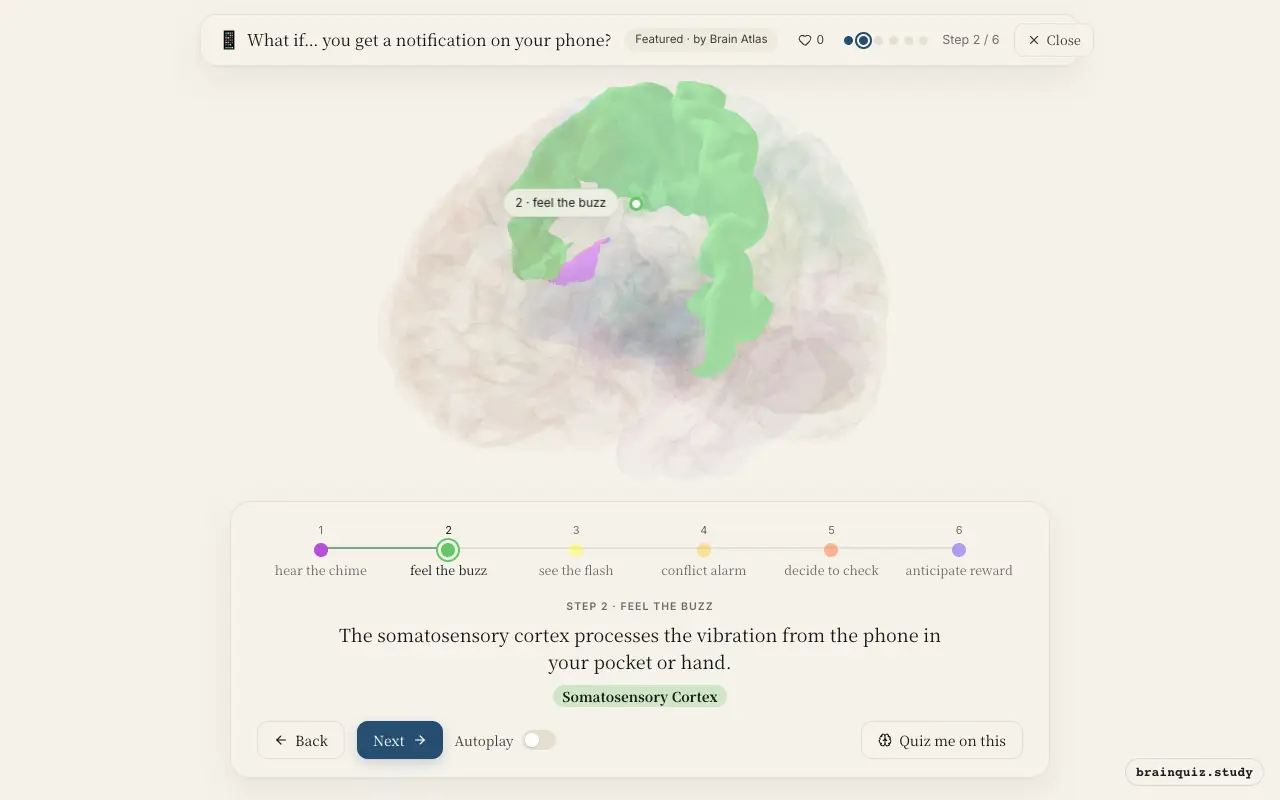 Step 2 of what happens in your brain when you get a notification on your phone: Auditory Cortex, Somatosensory Cortex lit on the Brain Atlas 3D brain