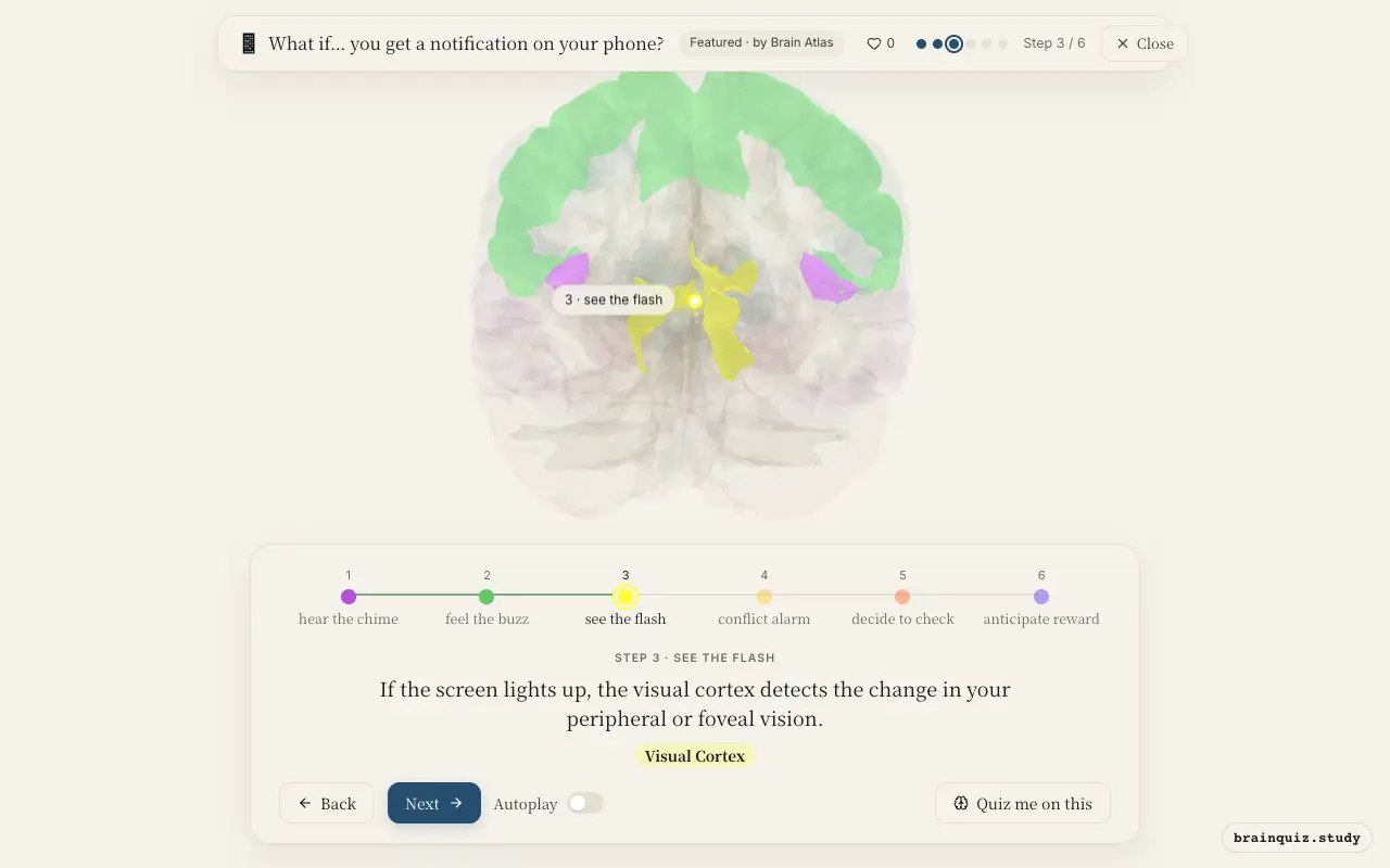 Step 3 of what happens in your brain when you get a notification on your phone: Auditory Cortex, Somatosensory Cortex, Visual Cortex lit on the Brain Atlas 3D brain