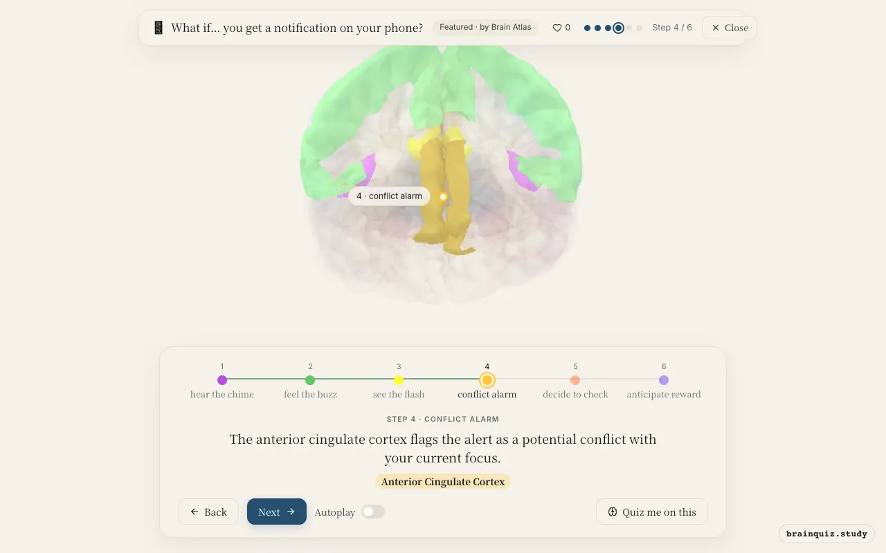 Step 4 of what happens in your brain when you get a notification on your phone: Auditory Cortex, Somatosensory Cortex, Visual Cortex, Anterior Cingulate Cortex lit on the Brain Atlas 3D brain