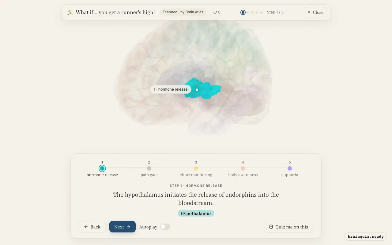 Step 1 of what happens in your brain when you get a runner's high: Hypothalamus lit on the Brain Atlas 3D brain