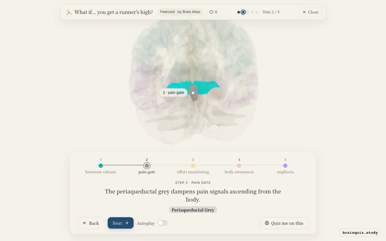 Step 2 of what happens in your brain when you get a runner's high: Hypothalamus, Periaqueductal Grey lit on the Brain Atlas 3D brain