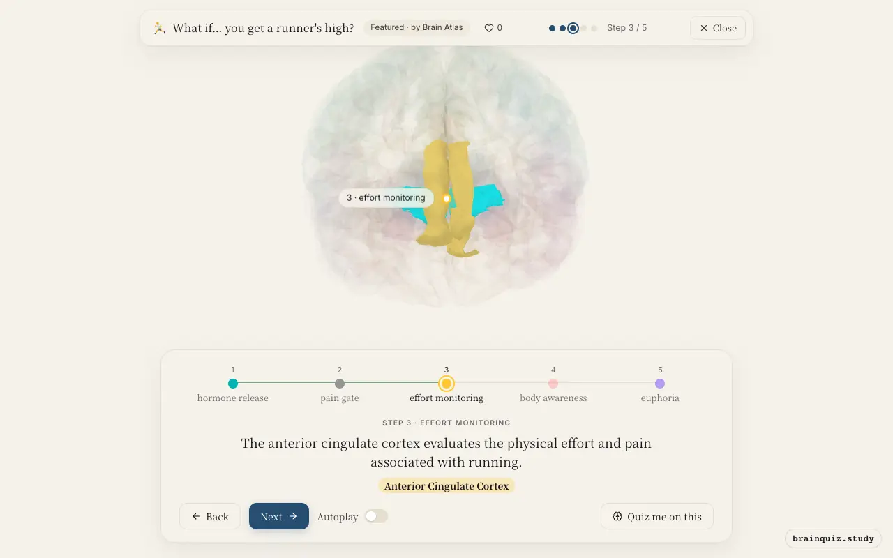 Step 3 of what happens in your brain when you get a runner's high: Hypothalamus, Periaqueductal Grey, Anterior Cingulate Cortex lit on the Brain Atlas 3D brain