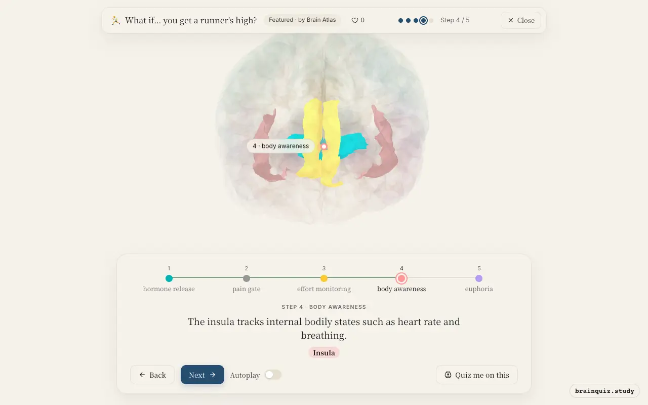 Step 4 of what happens in your brain when you get a runner's high: Hypothalamus, Periaqueductal Grey, Anterior Cingulate Cortex, Insula lit on the Brain Atlas 3D brain