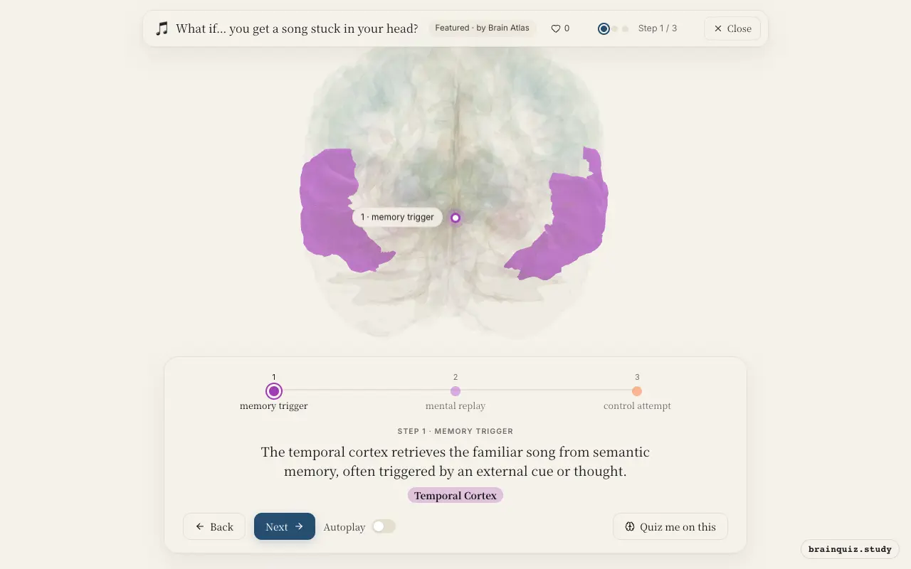 Step 1 of what happens in your brain when you get a song stuck in your head: Temporal Cortex lit on the Brain Atlas 3D brain