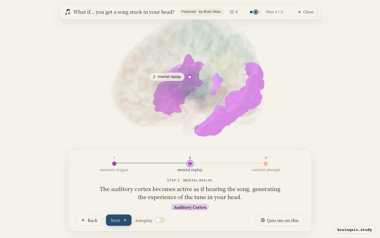 Step 2 of what happens in your brain when you get a song stuck in your head: Temporal Cortex, Auditory Cortex lit on the Brain Atlas 3D brain