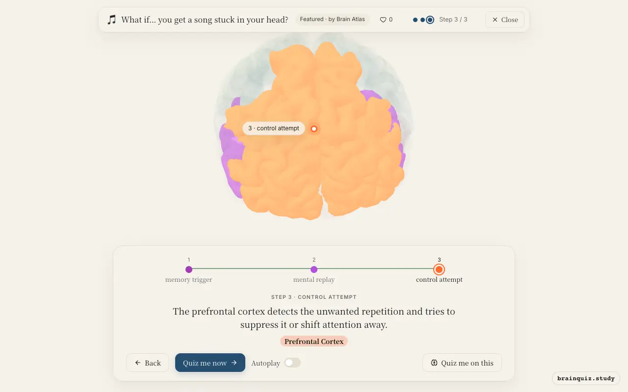Temporal Cortex, Auditory Cortex, Prefrontal Cortex lit up on the Brain Atlas 3D brain: what happens in your brain when you get a song stuck in your head