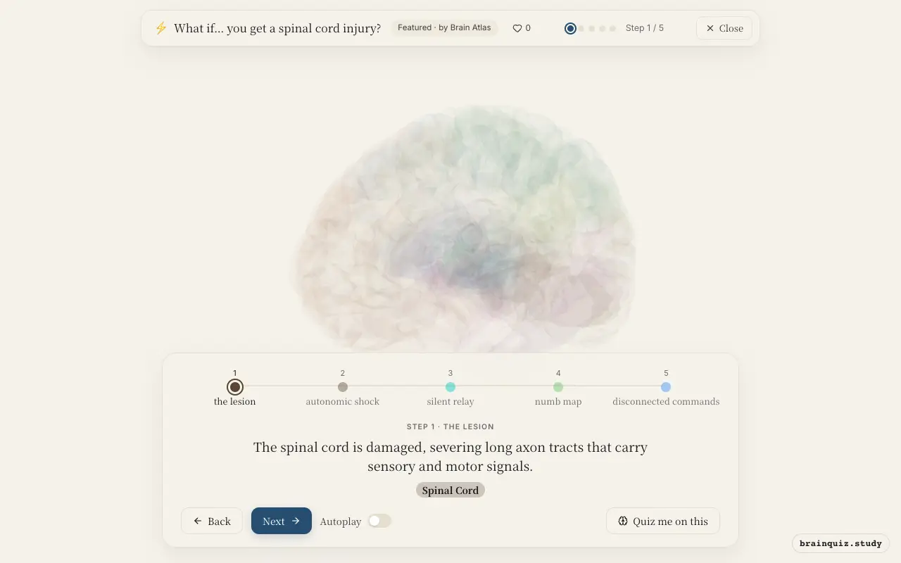 Step 1 of what happens in your brain when you get a spinal cord injury: Spinal Cord lit on the Brain Atlas 3D brain