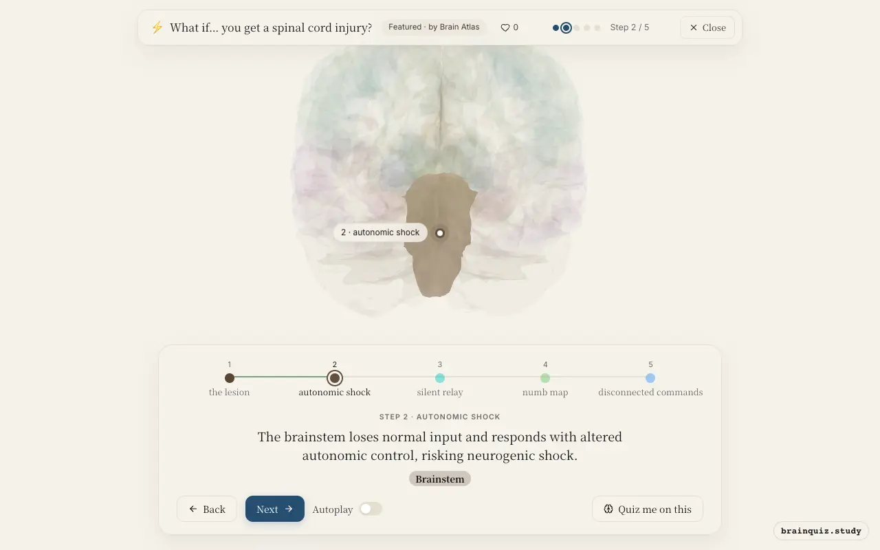 Step 2 of what happens in your brain when you get a spinal cord injury: Spinal Cord, Brainstem lit on the Brain Atlas 3D brain