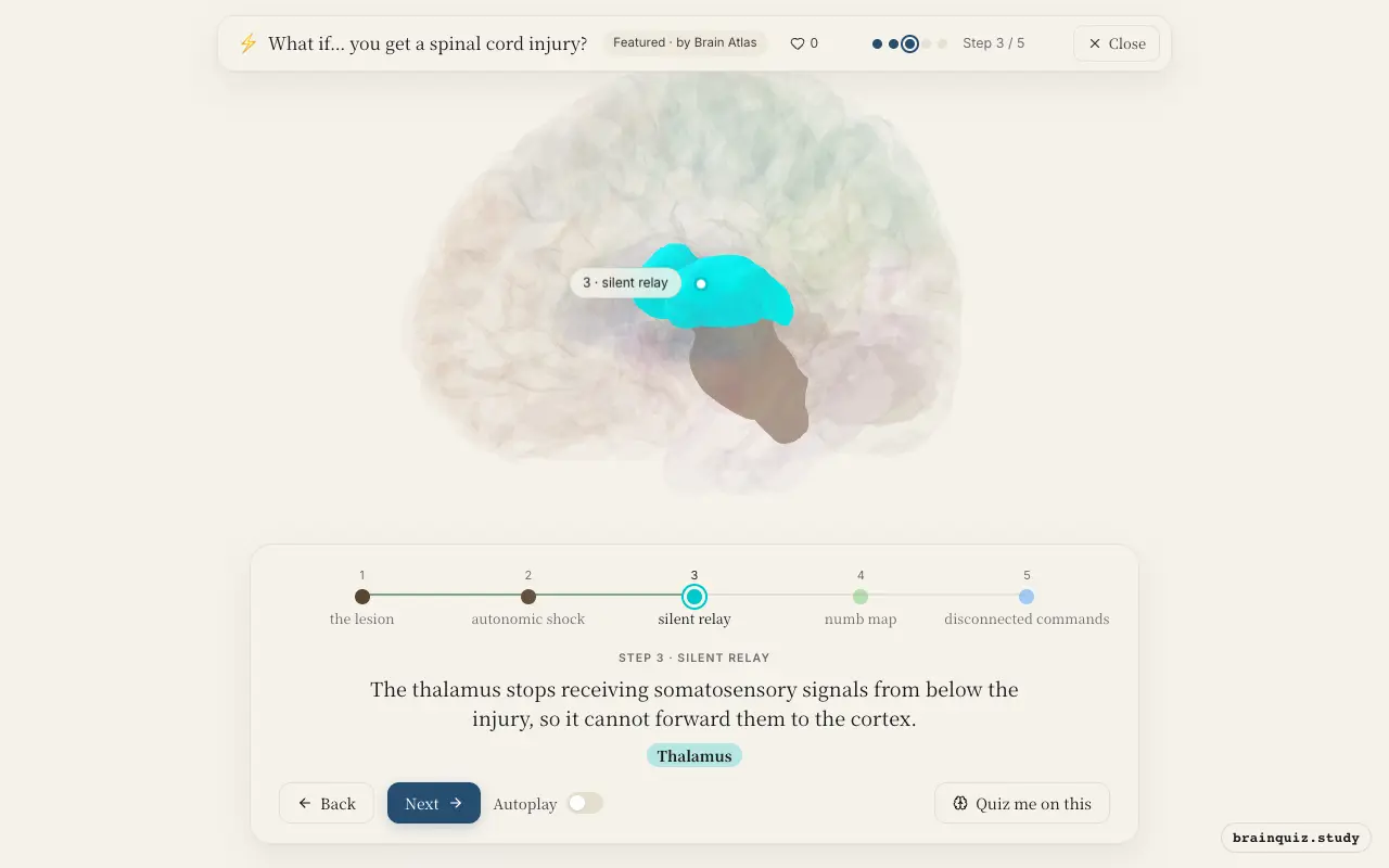 Step 3 of what happens in your brain when you get a spinal cord injury: Spinal Cord, Brainstem, Thalamus lit on the Brain Atlas 3D brain