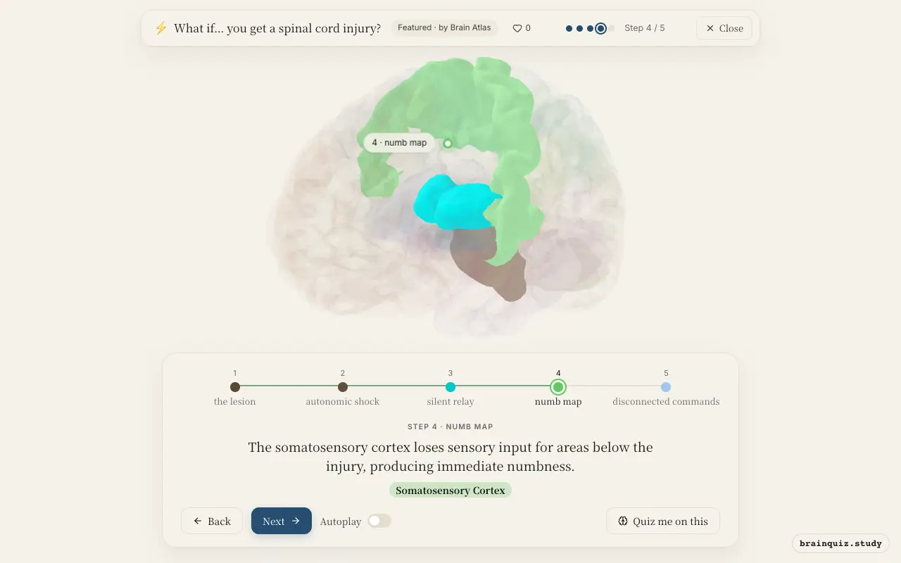 Step 4 of what happens in your brain when you get a spinal cord injury: Spinal Cord, Brainstem, Thalamus, Somatosensory Cortex lit on the Brain Atlas 3D brain