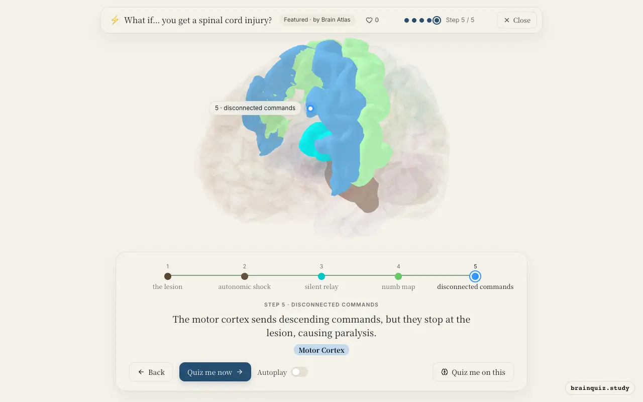 Spinal Cord, Brainstem, Thalamus, Somatosensory Cortex, Motor Cortex lit up on the Brain Atlas 3D brain: what happens in your brain when you get a spinal cord injury
