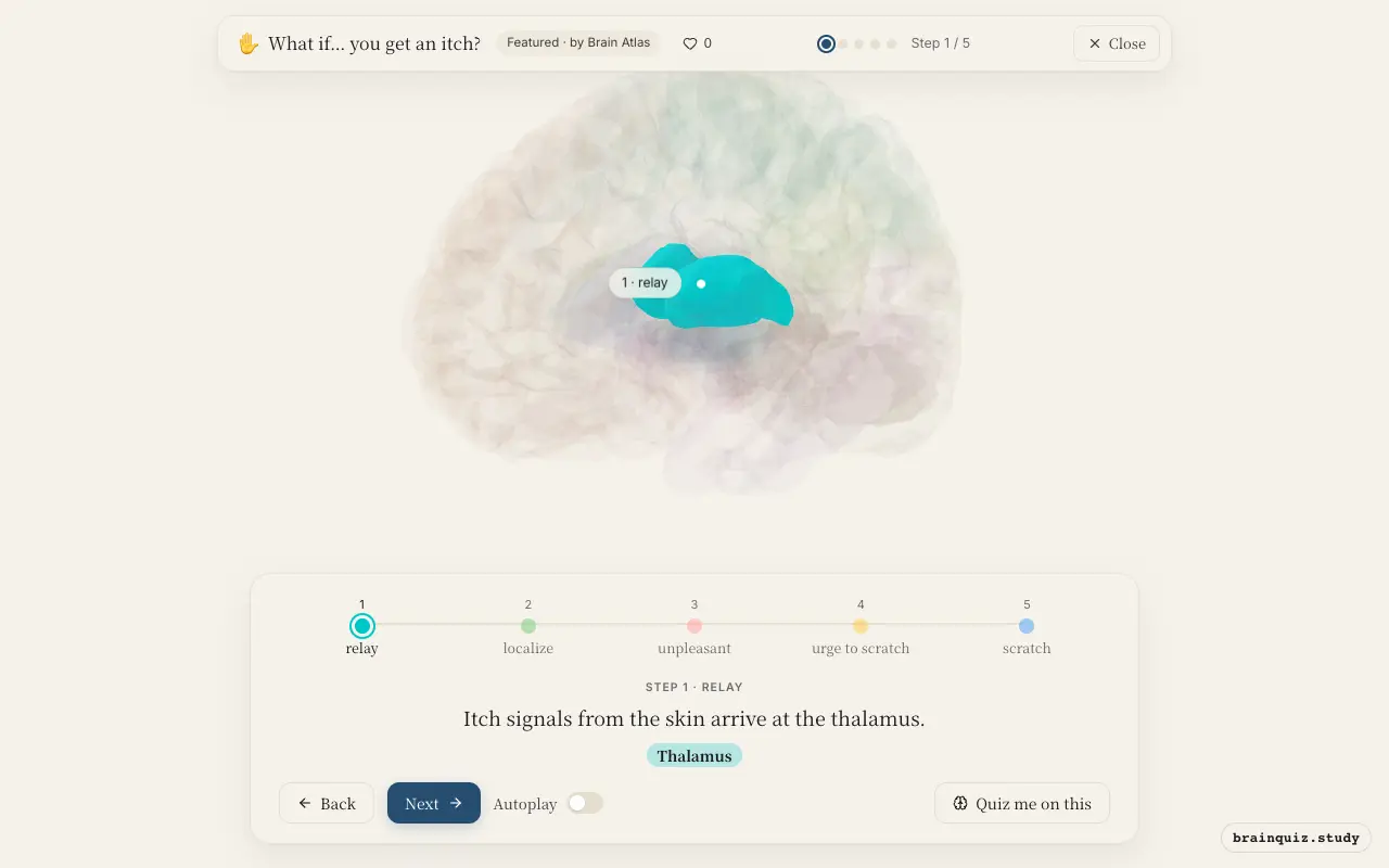 Step 1 of what happens in your brain when you get an itch: Thalamus lit on the Brain Atlas 3D brain