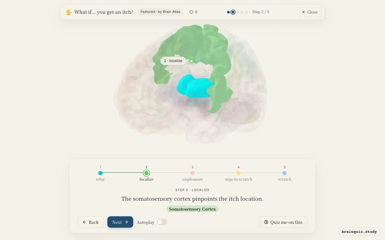 Step 2 of what happens in your brain when you get an itch: Thalamus, Somatosensory Cortex lit on the Brain Atlas 3D brain