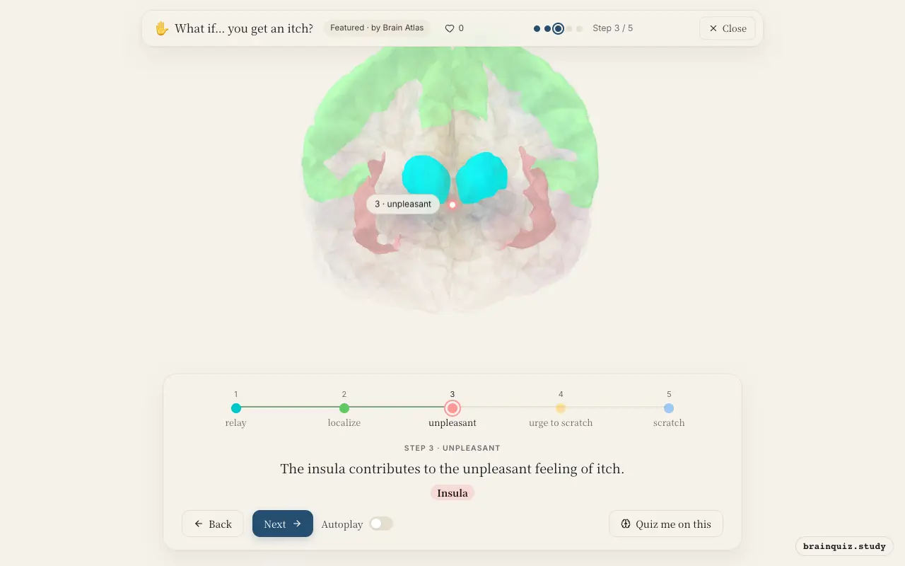 Step 3 of what happens in your brain when you get an itch: Thalamus, Somatosensory Cortex, Insula lit on the Brain Atlas 3D brain