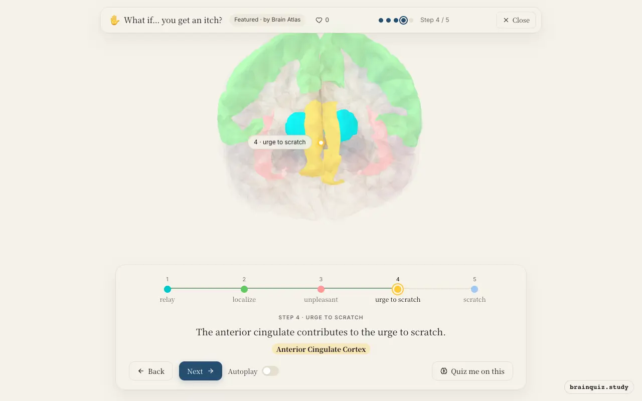 Step 4 of what happens in your brain when you get an itch: Thalamus, Somatosensory Cortex, Insula, Anterior Cingulate Cortex lit on the Brain Atlas 3D brain