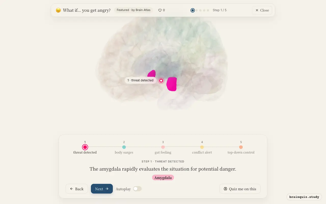 Step 1 of what happens in your brain when you get angry: Amygdala lit on the Brain Atlas 3D brain