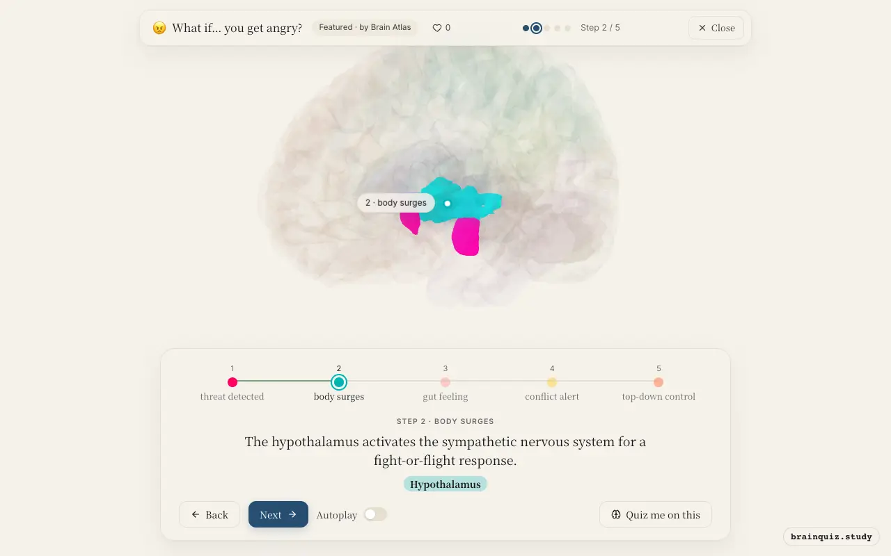 Step 2 of what happens in your brain when you get angry: Amygdala, Hypothalamus lit on the Brain Atlas 3D brain