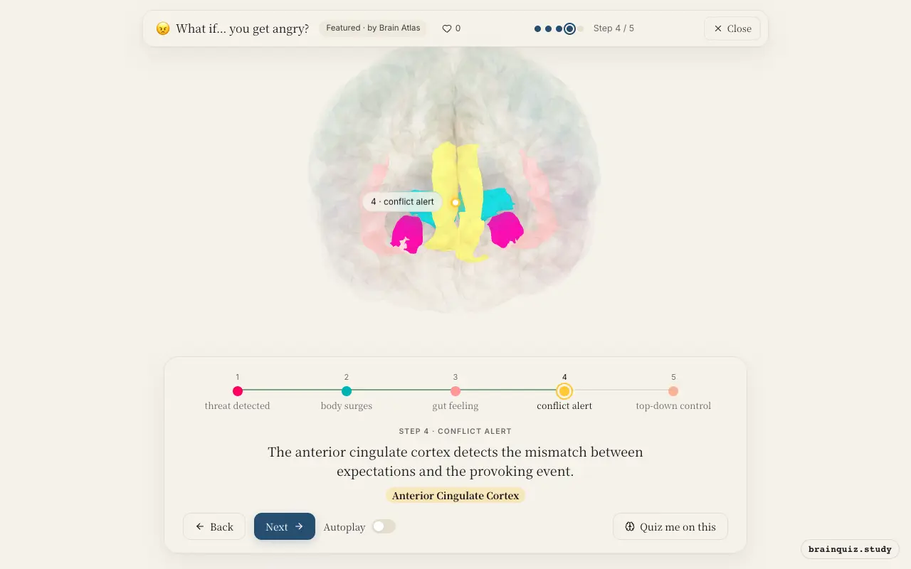 Step 4 of what happens in your brain when you get angry: Amygdala, Hypothalamus, Insula, Anterior Cingulate Cortex lit on the Brain Atlas 3D brain