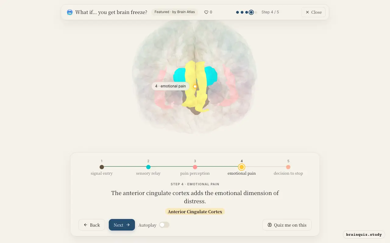 Step 4 of what happens in your brain when you get brain freeze: Brainstem, Thalamus, Insula, Anterior Cingulate Cortex lit on the Brain Atlas 3D brain