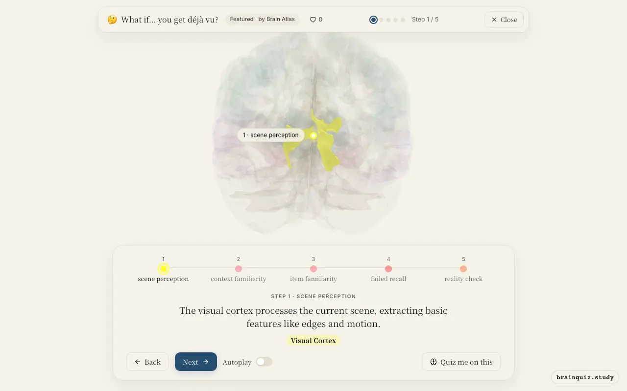 Step 1 of what happens in your brain when you get déjà vu: Visual Cortex lit on the Brain Atlas 3D brain