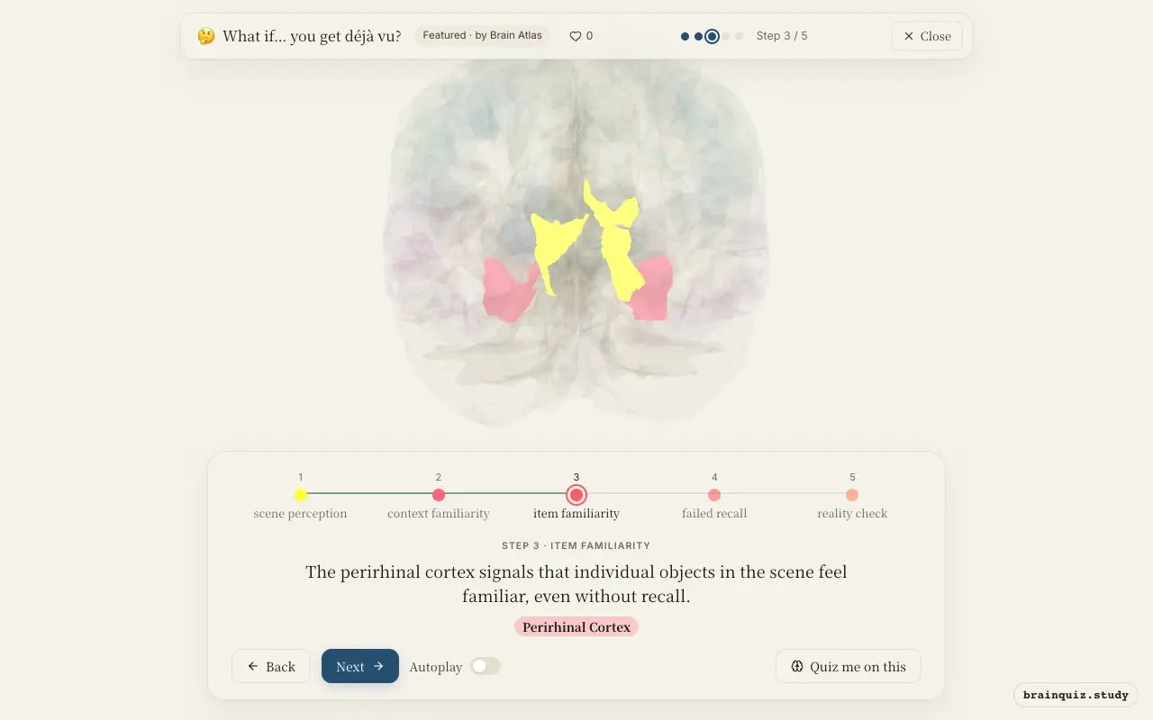 Step 3 of what happens in your brain when you get déjà vu: Visual Cortex, Parahippocampal Gyrus, Perirhinal Cortex lit on the Brain Atlas 3D brain