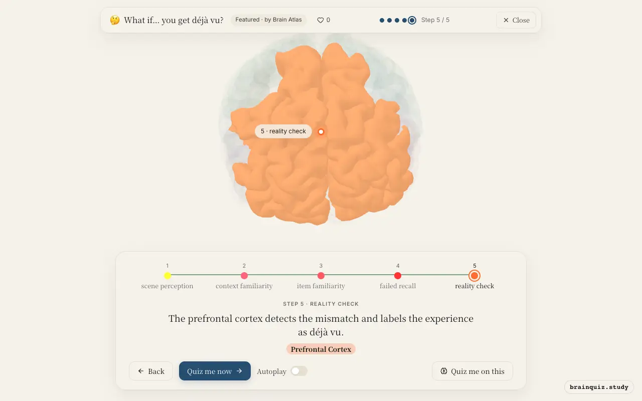 Visual Cortex, Parahippocampal Gyrus, Perirhinal Cortex, Hippocampus, Prefrontal Cortex lit up on the Brain Atlas 3D brain: what happens in your brain when you get déjà vu