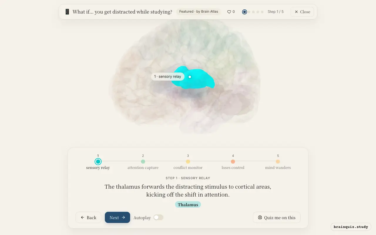 Step 1 of what happens in your brain when you get distracted while studying: Thalamus lit on the Brain Atlas 3D brain