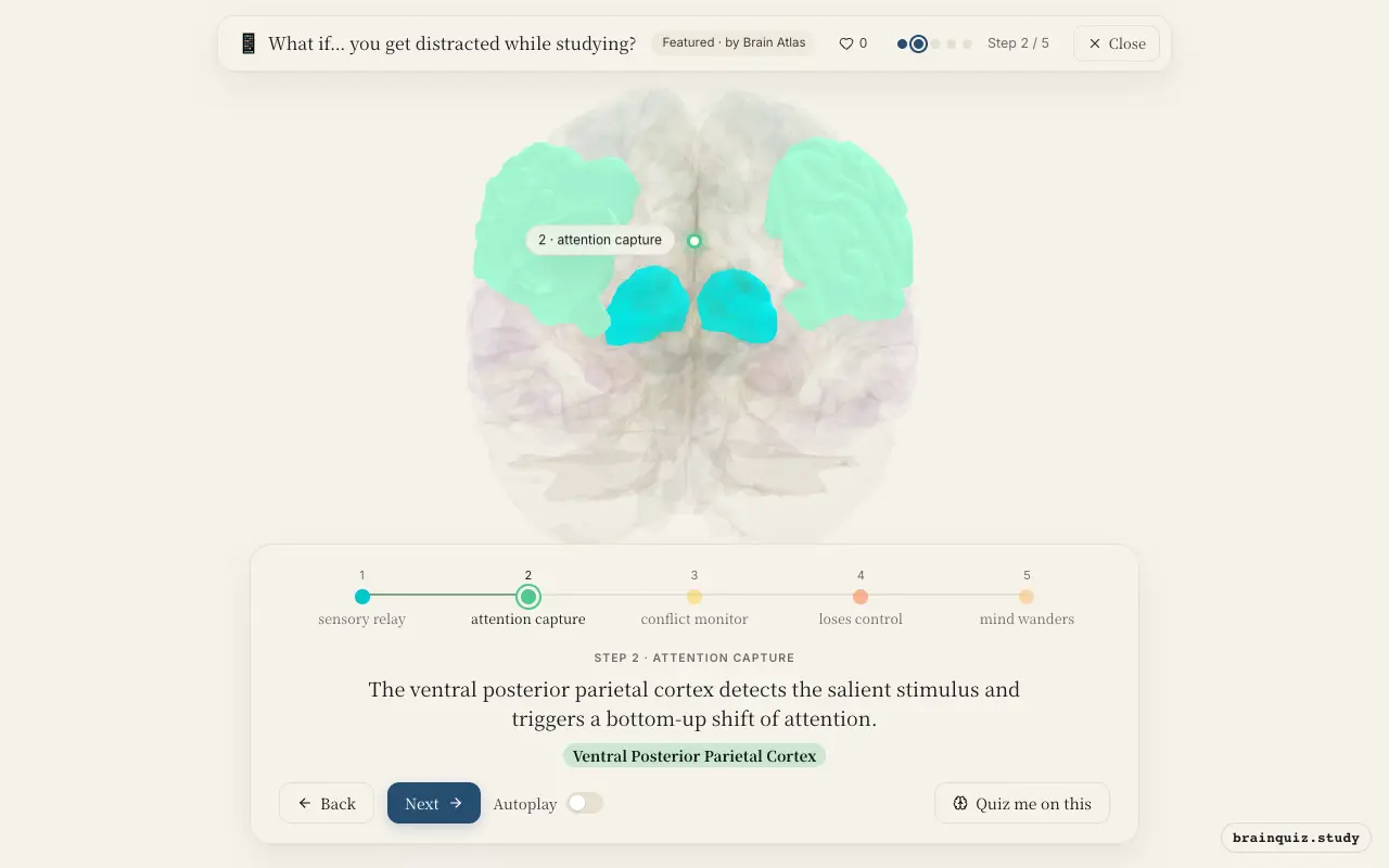 Step 2 of what happens in your brain when you get distracted while studying: Thalamus, Ventral Posterior Parietal Cortex lit on the Brain Atlas 3D brain
