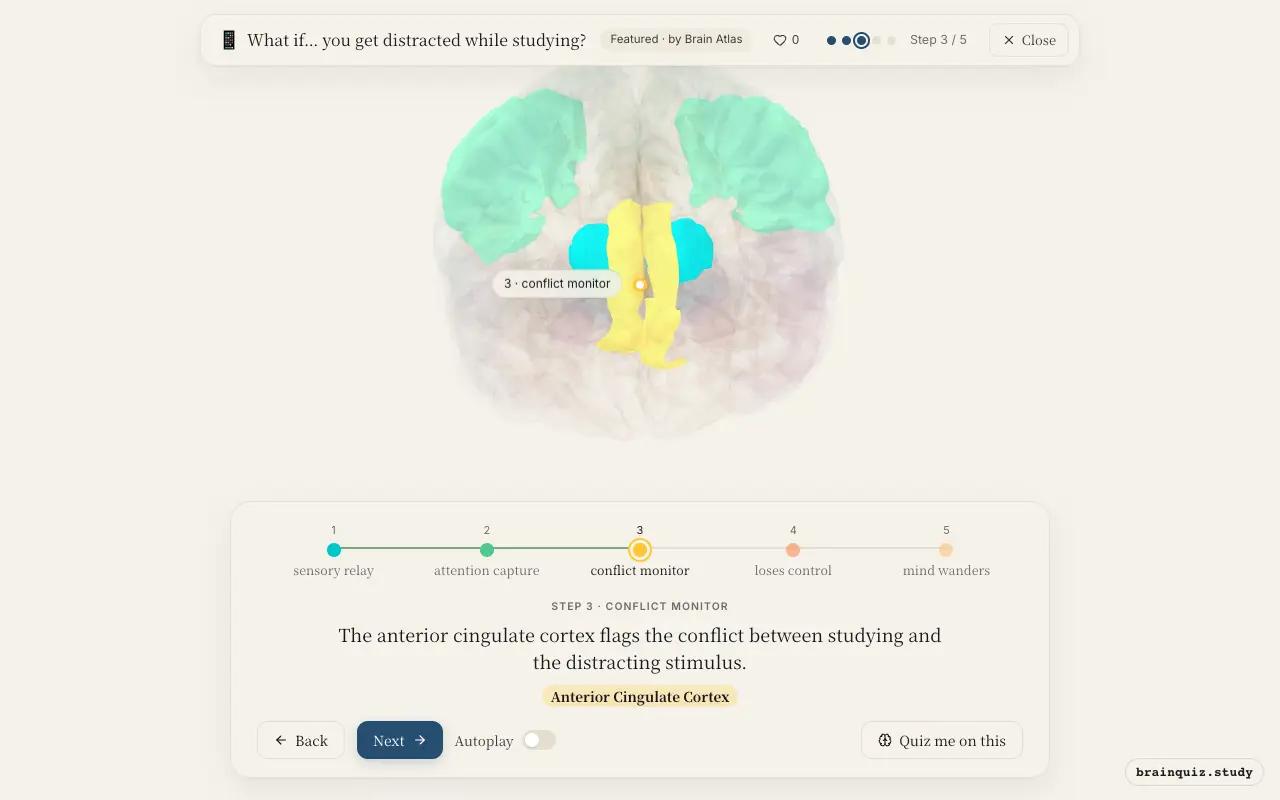 Step 3 of what happens in your brain when you get distracted while studying: Thalamus, Ventral Posterior Parietal Cortex, Anterior Cingulate Cortex lit on the Brain Atlas 3D brain