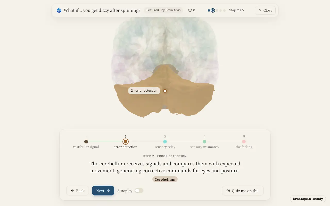 Step 2 of what happens in your brain when you get dizzy after spinning: Brainstem, Cerebellum lit on the Brain Atlas 3D brain