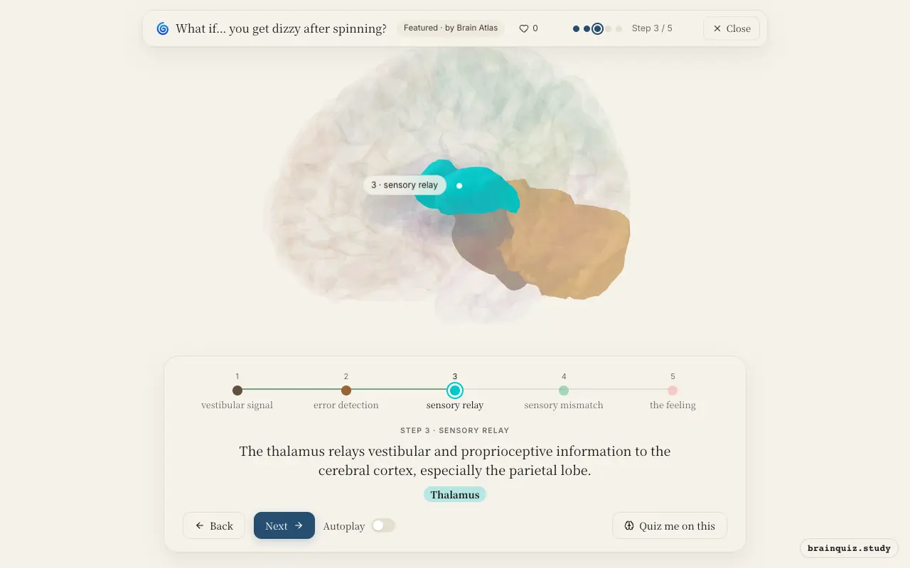 Step 3 of what happens in your brain when you get dizzy after spinning: Brainstem, Cerebellum, Thalamus lit on the Brain Atlas 3D brain