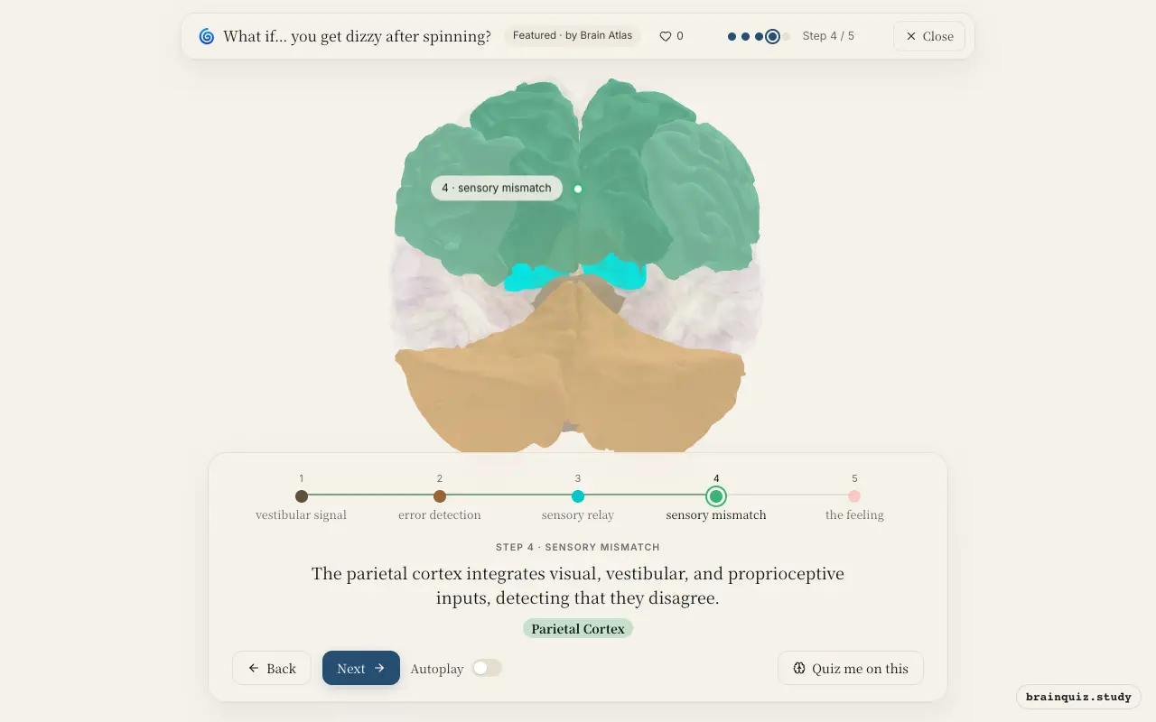 Step 4 of what happens in your brain when you get dizzy after spinning: Brainstem, Cerebellum, Thalamus, Parietal Cortex lit on the Brain Atlas 3D brain