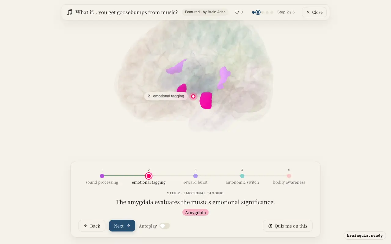 Step 2 of what happens in your brain when you get goosebumps from music: Auditory Cortex, Amygdala lit on the Brain Atlas 3D brain