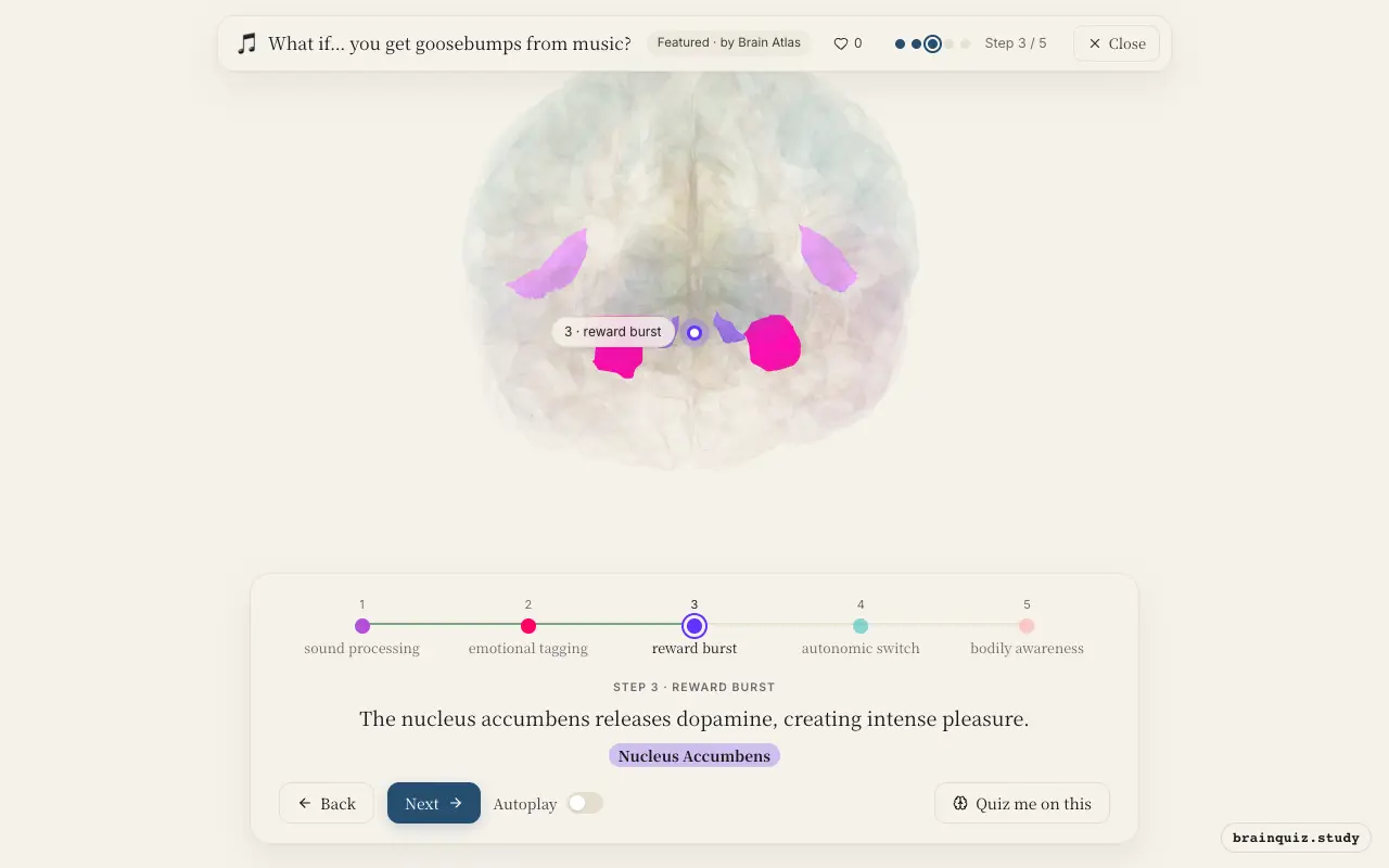 Step 3 of what happens in your brain when you get goosebumps from music: Auditory Cortex, Amygdala, Nucleus Accumbens lit on the Brain Atlas 3D brain