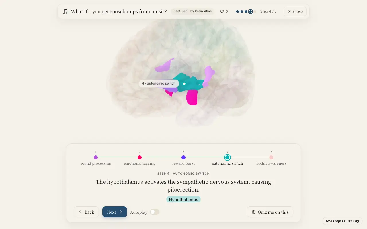 Step 4 of what happens in your brain when you get goosebumps from music: Auditory Cortex, Amygdala, Nucleus Accumbens, Hypothalamus lit on the Brain Atlas 3D brain