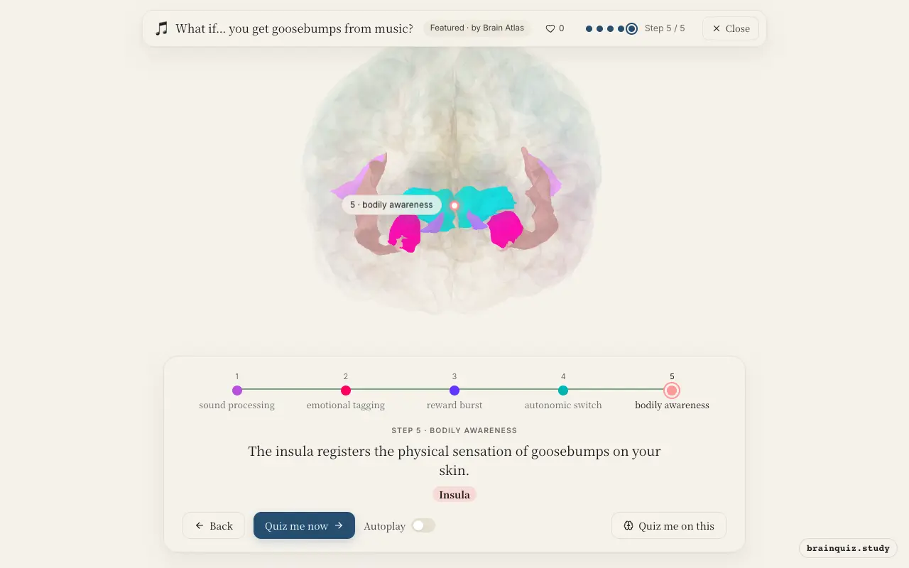 Auditory Cortex, Amygdala, Nucleus Accumbens, Hypothalamus, Insula lit up on the Brain Atlas 3D brain: what happens in your brain when you get goosebumps from music