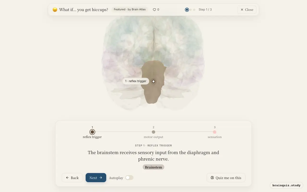 Step 1 of what happens in your brain when you get hiccups: Brainstem lit on the Brain Atlas 3D brain