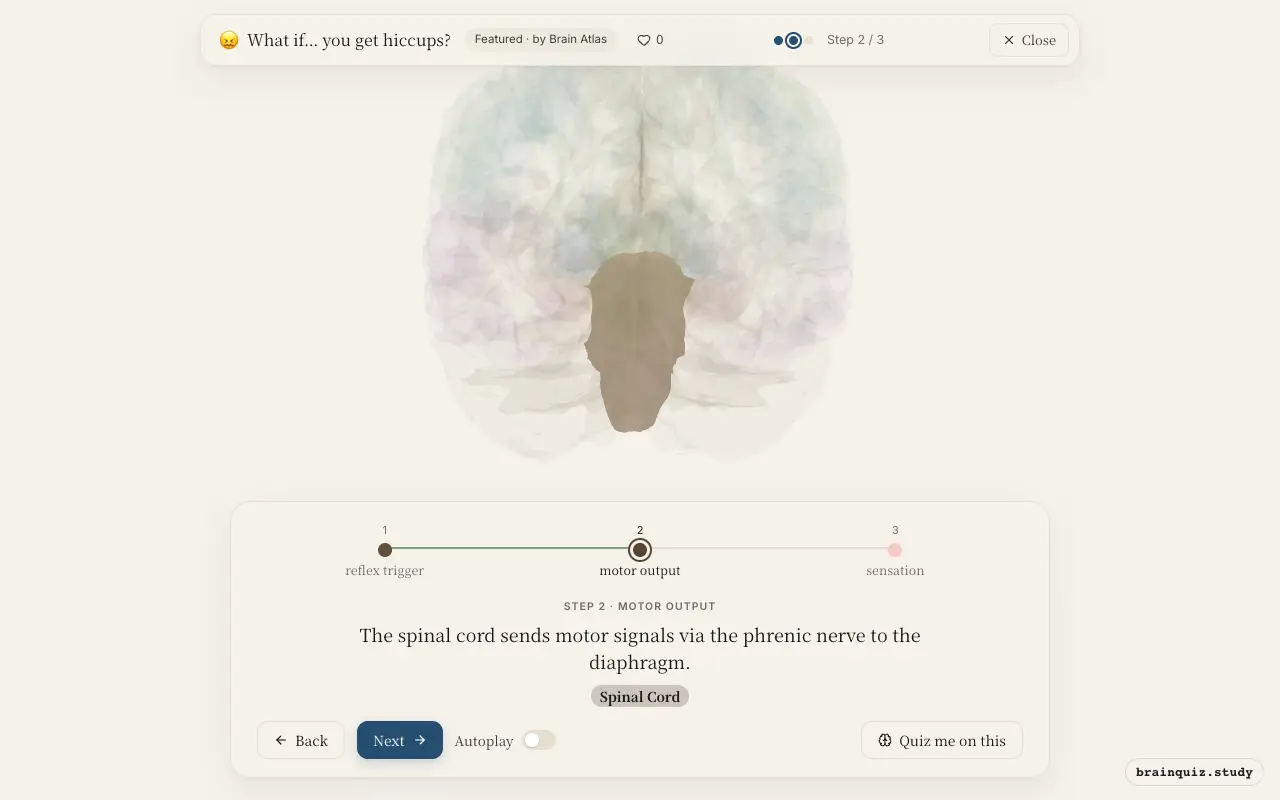 Step 2 of what happens in your brain when you get hiccups: Brainstem, Spinal Cord lit on the Brain Atlas 3D brain