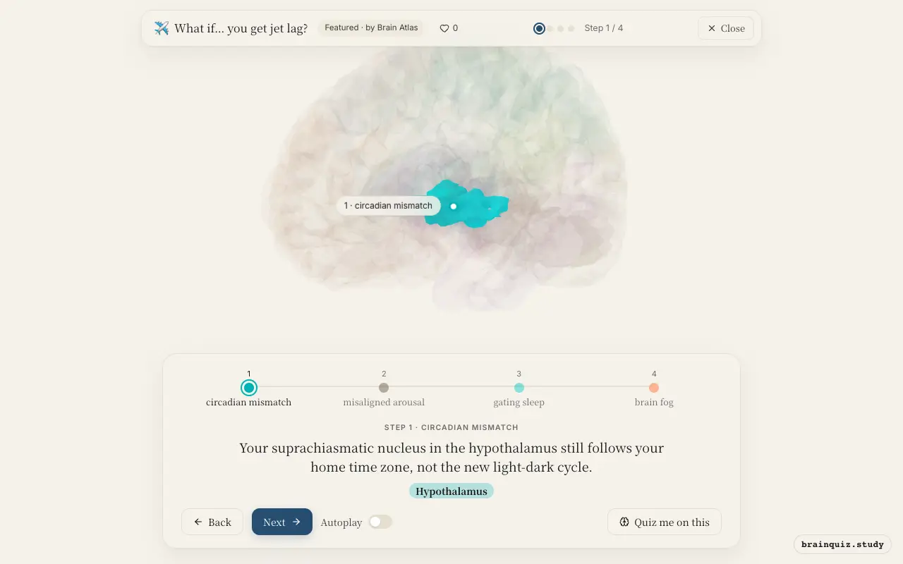 Step 1 of what happens in your brain when you get jet lag: Hypothalamus lit on the Brain Atlas 3D brain