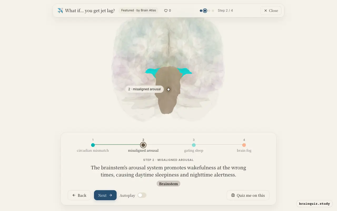 Step 2 of what happens in your brain when you get jet lag: Hypothalamus, Brainstem lit on the Brain Atlas 3D brain