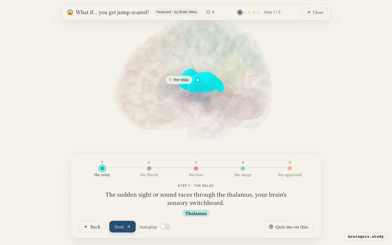 Step 1 of what happens in your brain when you get jump-scared: Thalamus lit on the Brain Atlas 3D brain