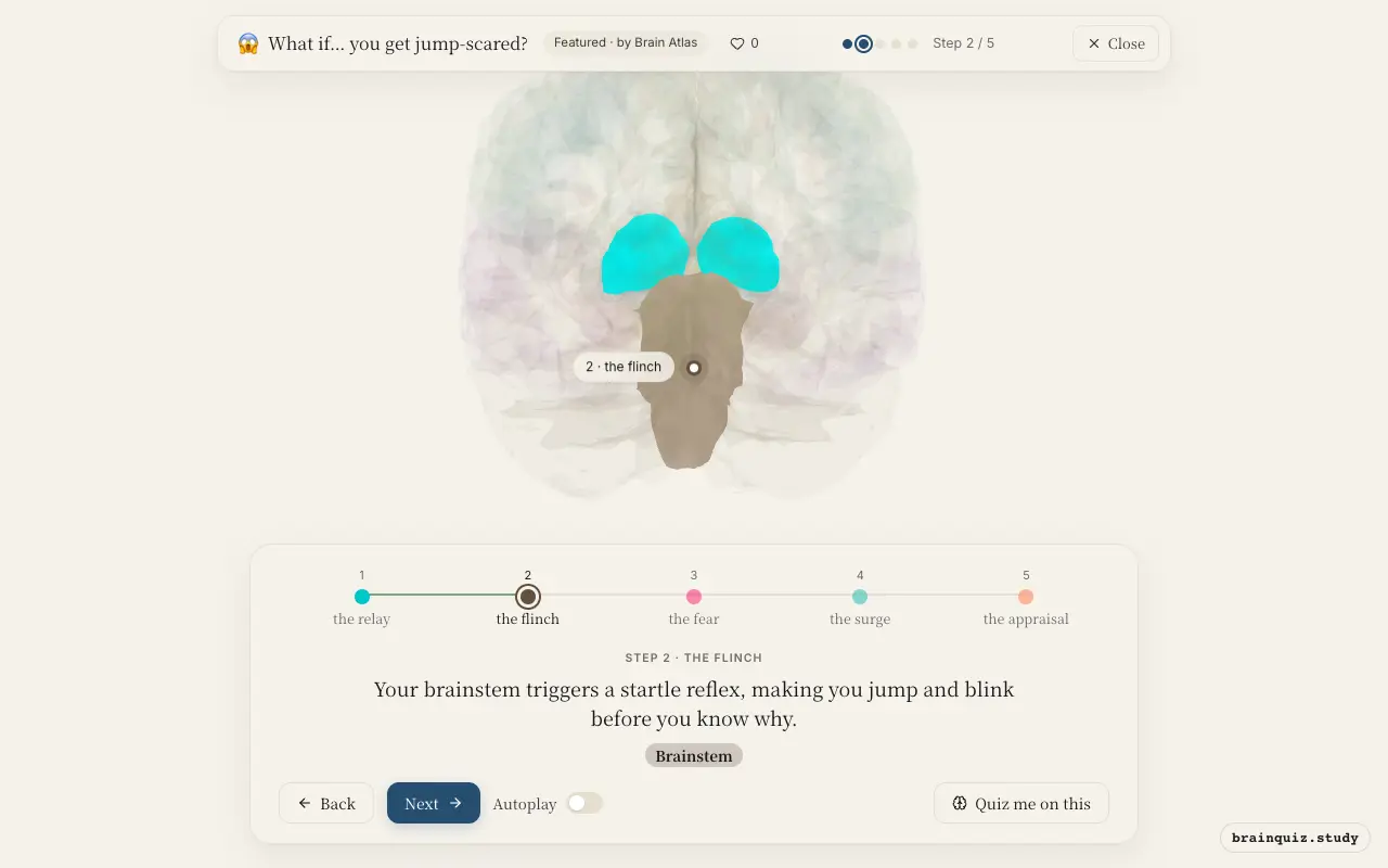 Step 2 of what happens in your brain when you get jump-scared: Thalamus, Brainstem lit on the Brain Atlas 3D brain