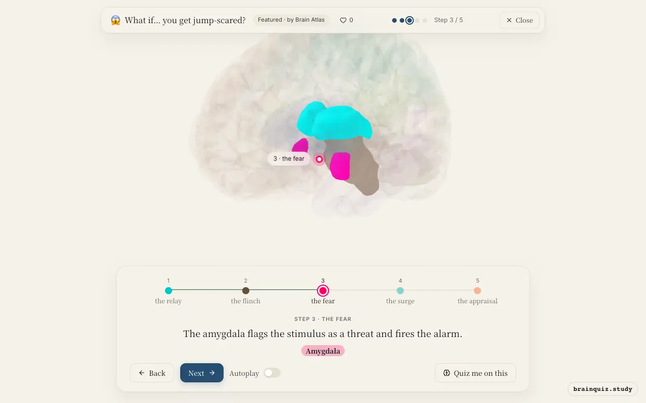 Step 3 of what happens in your brain when you get jump-scared: Thalamus, Brainstem, Amygdala lit on the Brain Atlas 3D brain