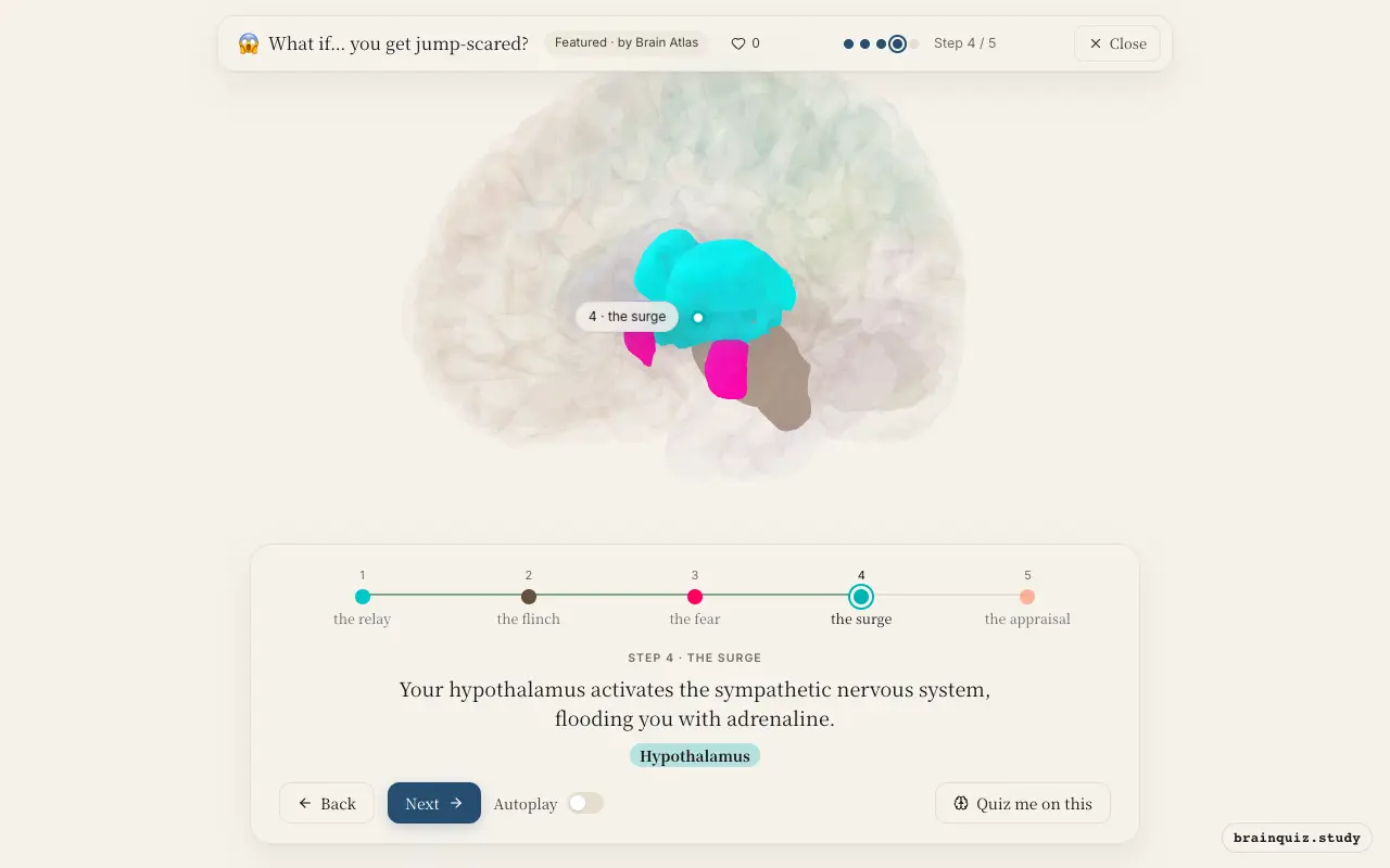 Step 4 of what happens in your brain when you get jump-scared: Thalamus, Brainstem, Amygdala, Hypothalamus lit on the Brain Atlas 3D brain