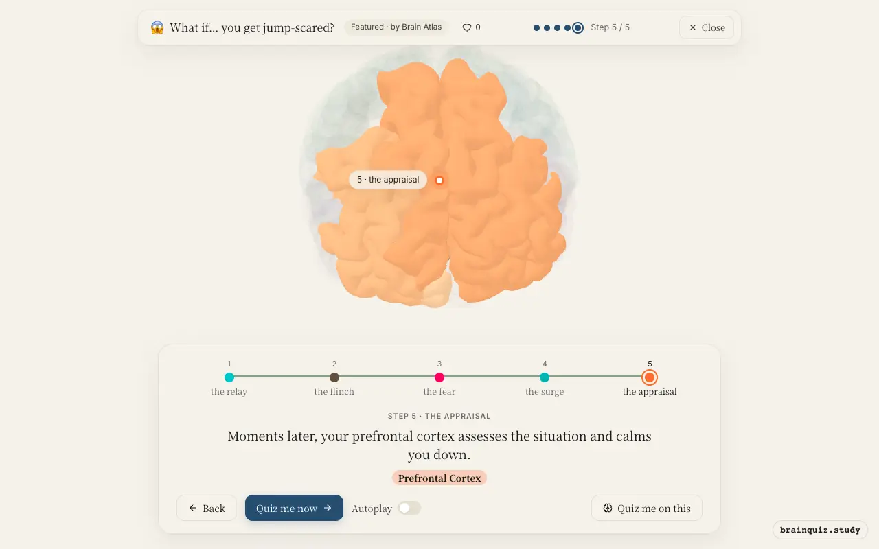 Thalamus, Brainstem, Amygdala, Hypothalamus, Prefrontal Cortex lit up on the Brain Atlas 3D brain: what happens in your brain when you get jump-scared